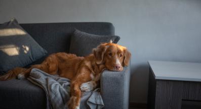 куче само вкъщи