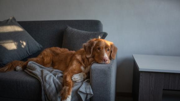 Как да помогнем на кучето си да не се чувства самотно, когато не сме у дома