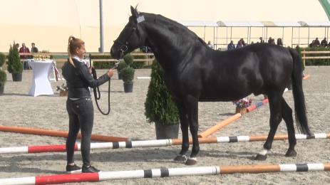 Драйвинг шоу в Унгария