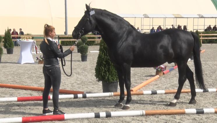 Драйвинг шоу в Унгария - Агро Телеграф: Дунавският кон идеален за полиция и състезания
