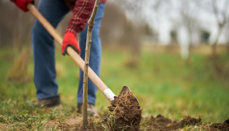 засаждане - Агро Телеграф: Не слагайте компост, като садите дърво