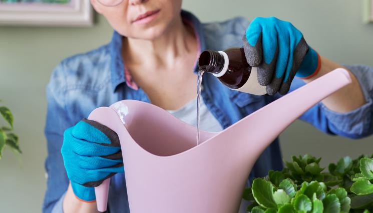 поливане цветя - Агро Телеграф: Пръскаме срещу мана с кислородна вода