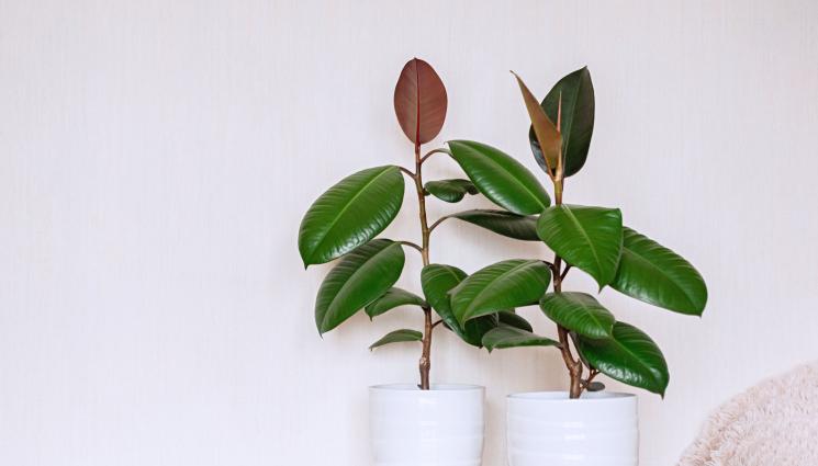 фикус - Агро Телеграф: Фикус и потос виреят при оскъдна светлина