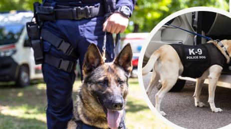 полицейско куче