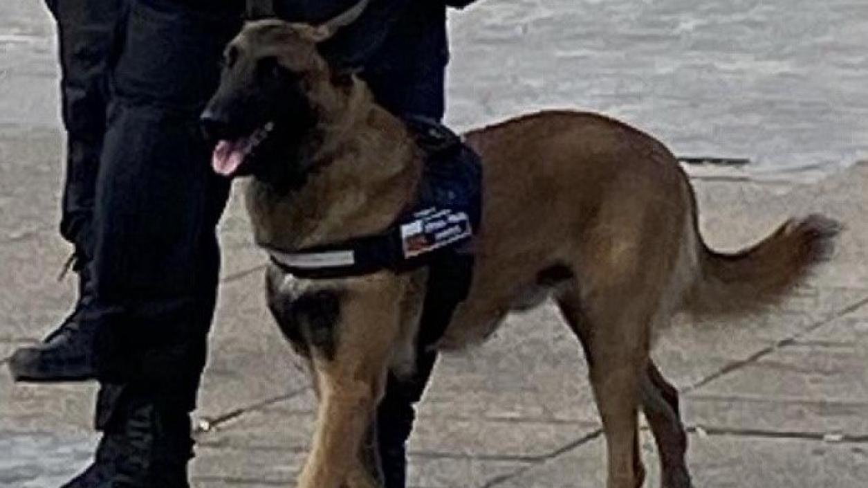 Специално обучени кучета ще охраняват центъра на Бургас