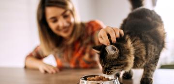 8 причини защо котката ви не изяжда храната си и какво да направите
