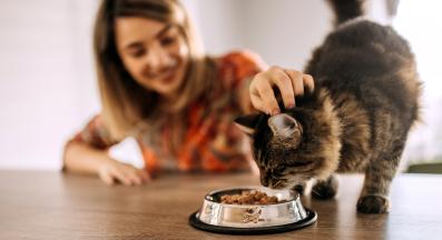 котка се храни