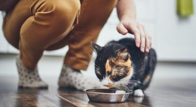 котка се храни