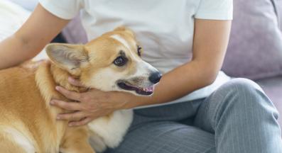 женско куче разгонено