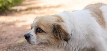 9 естествени домашни средства срещу запек при кучетата