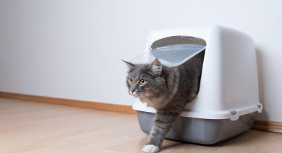 котка и котешка тоалетна