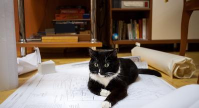 котка седи върху хартия