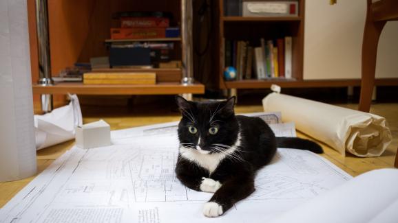 4 причини защо котката ви обича да седи върху хартия