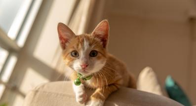 домашна котка