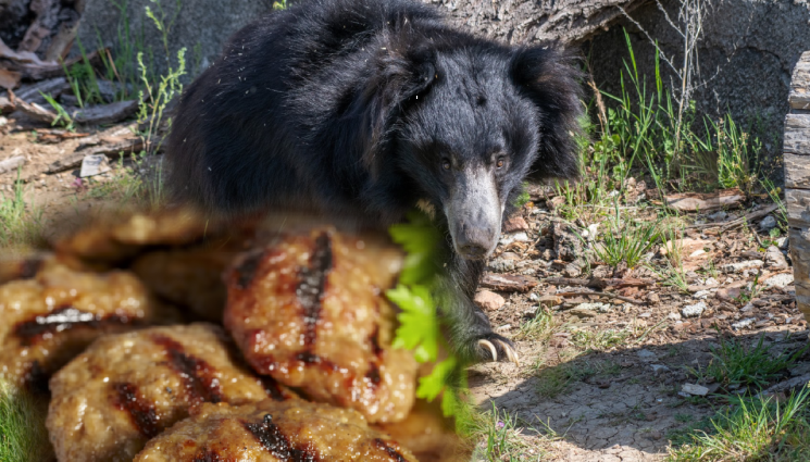 мечка - ДРЪЖТЕ СИ КЕБАПЧЕТАТА! Мешана скара тръшна мечка в зоопарка