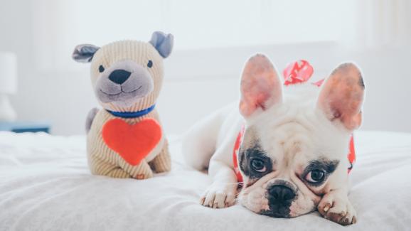 9 начина да направите Свети Валентин специален за кучето си