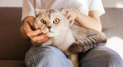 домашна котка