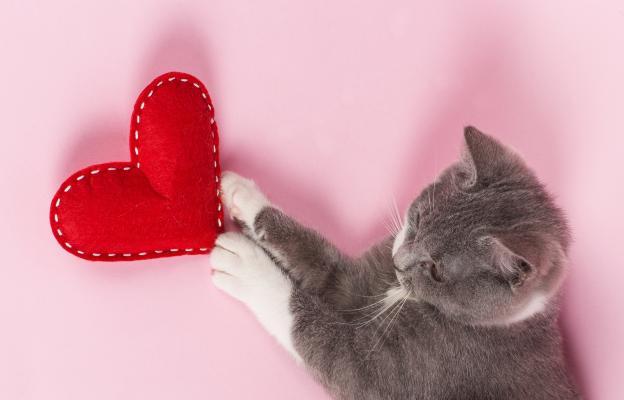 котка Свети Валентин