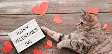 8 идеи, с които да изненадате котешки стопанин за Свети Валентин