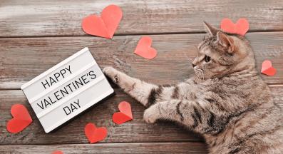котка Свети Валентин