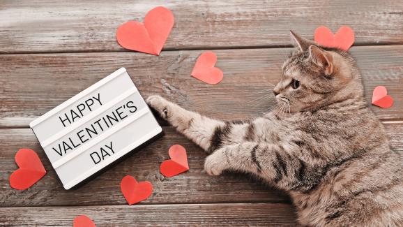 8 идеи, с които да изненадате котешки стопанин за Свети Валентин