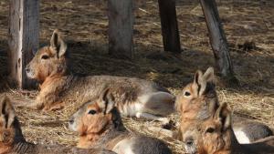 Зоопаркът в София има нови сладки попълнения Патагонските мари са