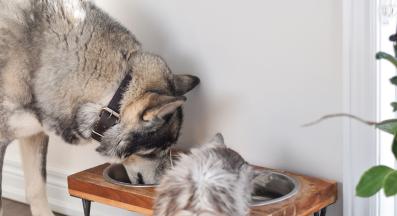 куче и котка