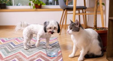 куче и котка