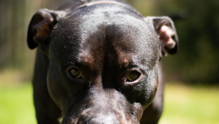 питбул - КОЙ Е ПО-СТРАШНИЯТ? Школска директорка ходи на работа с питбула си! (СНИМКА)