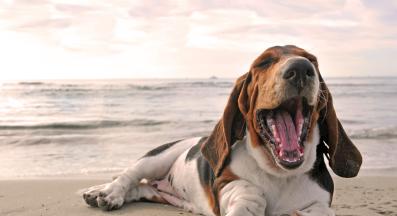 куче прозявка