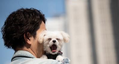 куче прозявка