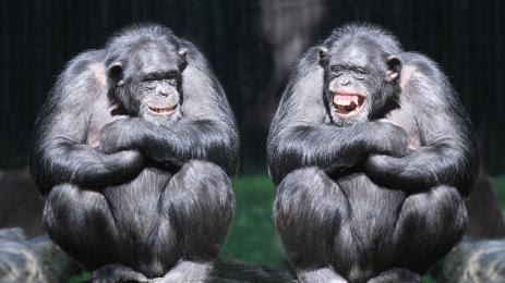 шимпанзе