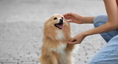 куче облизване