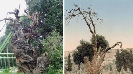 Дъбът на Аврам