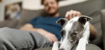 7 тихи породи кучета за спокойни домакинства