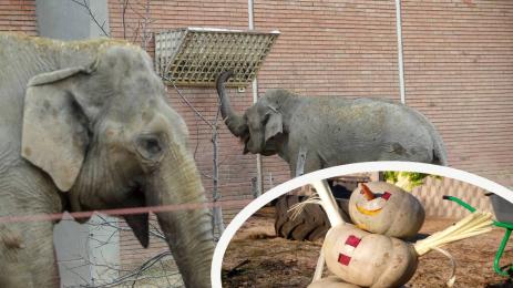 слон зоопарк