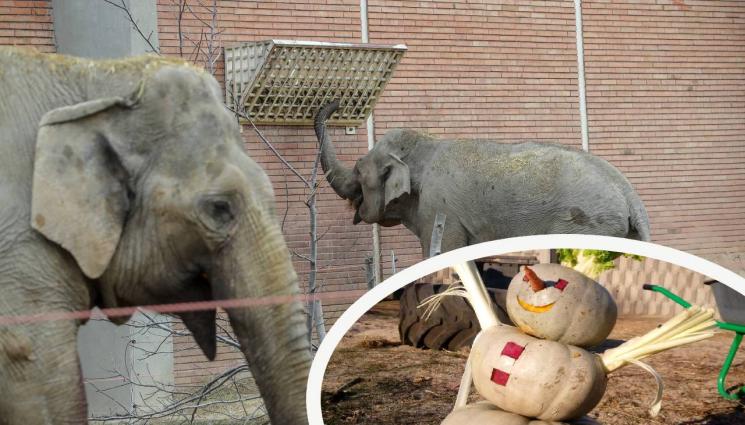 слон зоопарк - ИГРИ НА СЪДБАТА: Слоницата ни Фрося била за Кастро