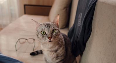 домашна котка