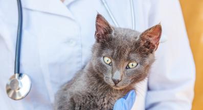 котка при ветеринар