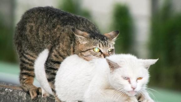 Мъжките котки ще се чифтосват ли с женски, които не са разгонени?