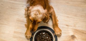 Колко дълго едно куче може да издържи без храна