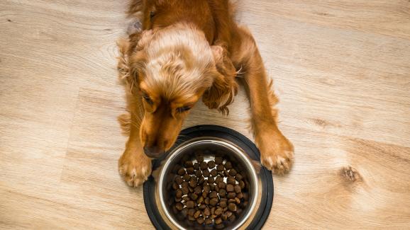 Трябва ли да добавяме вода към сухата храна на кучето си?