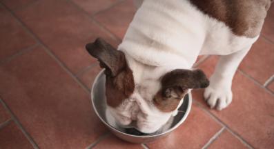 куче паничка храна