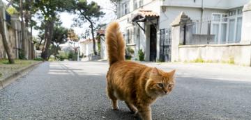 5 прости причини, поради които опашката на котката бухва