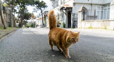 котка навън