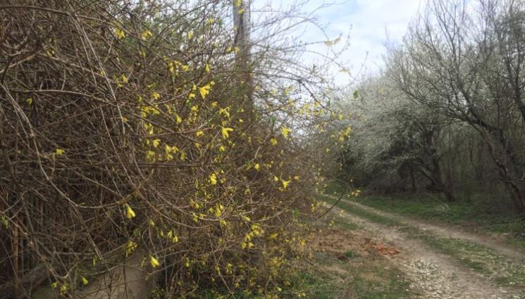 овошки - Агро Телеграф: Набъбват пъпките на череши и кайсии