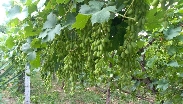 лозе - Агро Телеграф: България настоява новото ГМО да е на етикетите