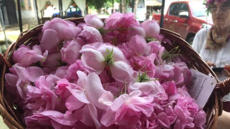 розови листенца роза