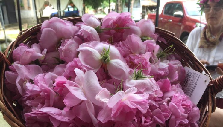 розови листенца роза - Агро Телеграф: Признават розовото масло за лечебно