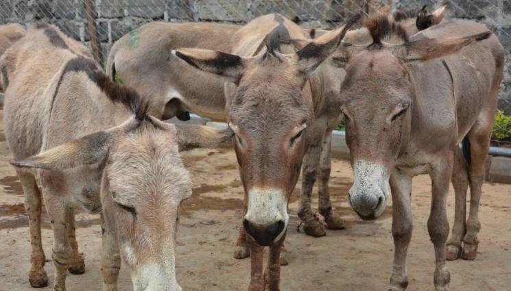 магарета - БРУТАЛНО: Крадат и убиват магарета за лекарство на вечната младост!